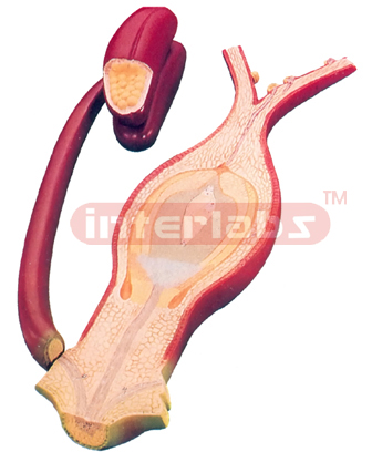 FERTILIZATION OF THE ANGIOSPERMS